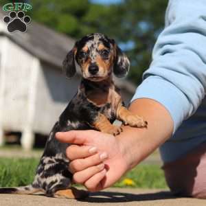 Barney, Dachshund Puppy